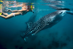 Nadar Con Tiburón ballena en Cancún